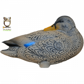 (image for) 3D-Int Duck