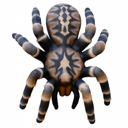 Leitold 3D Vogelspinne (Bild für) Leitold 3D Vogelspinne