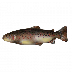 (Bild für) Natur Foam Forelle