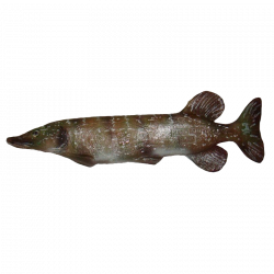 (Bild für) Natur Foam Hecht