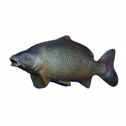 (image for) Natur Foam Carp