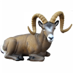 SRT Rocky Mountain Schaf liegend