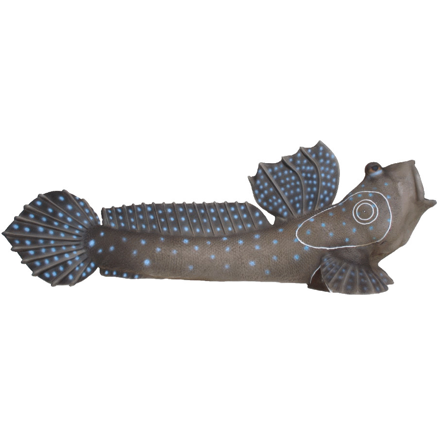 SRT Schlammspringer (Bild für) SRT Schlammspringer