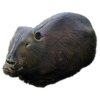 Natur Foam Beaver (image for) Natur Foam Beaver