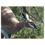 (image for) Natur Foam Kangaroo