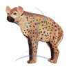 Asen/Wildcrete 3D Hyäne groß