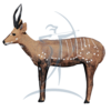 Asen/Wildcrete 3D Bushbuck