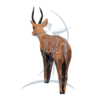 Asen/Wildcrete 3D Bushbuck