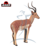 Asen/Wildcrete 3D Impala männlich
