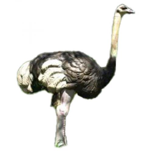 Natur Foam Ostrich