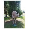Natur Foam Kangaroo