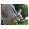 Natur Foam Kangaroo