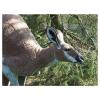 Natur Foam Kangaroo
